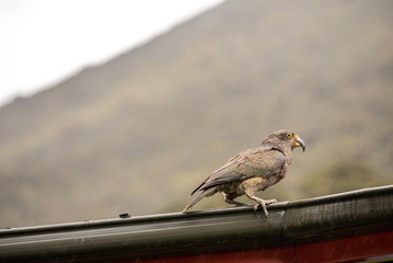 KEA