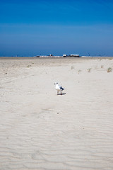 Möwe am Strand von Sankt Peter Ording