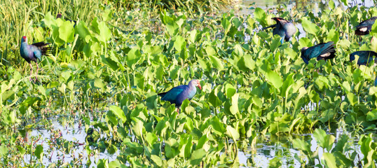 Purple Swamphen (Porphyrio porphyrio) birds searching food in mash land