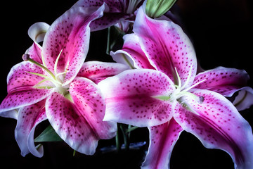 Pink Stargazer lilies on black background.