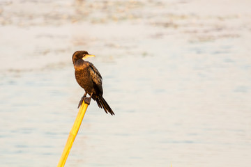 Great Cormorant sitting and looking at one side on a branch in natural sunlight