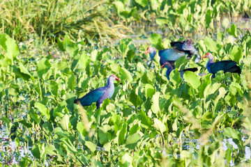 Purple Swamphen (Porphyrio porphyrio) birds searching food in mash land
