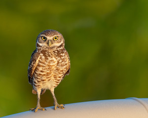 A Burrowing Owl perched on a mailbox.