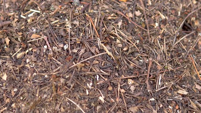 Ants running around the anthill. Wild nature. Close-up