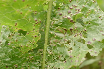  horseradish leaves eaten by beetles