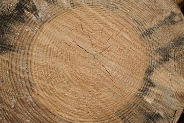closeup of rings of cut spruce tree trunk