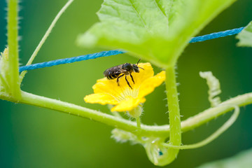 Honeybee sitting on a tiny yellow flower of cucumber plant with green leaves and vine
