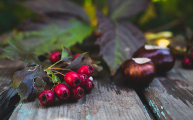 Bright autumn composition with chestnut and red berries. On a natural background.