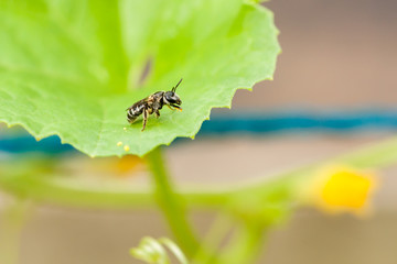 Honeybee sitting on the leaf of cucumber plant