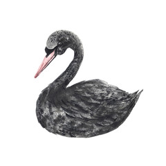 Watercolor hand painted black swan