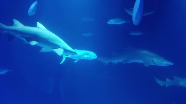 Fish swimming alongside sharks in a shark-tank  for underwater backgrounds