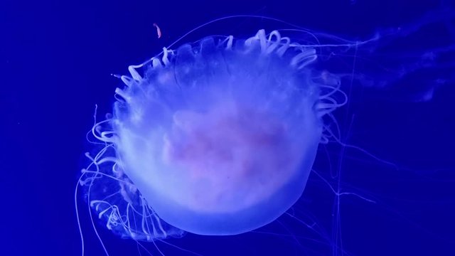 Jellyfish swimming in an aquarium for a marine life relaxing background
