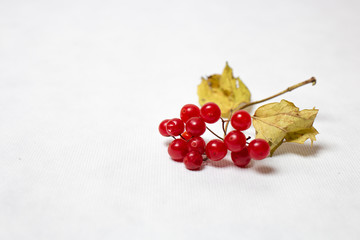 red berries on white background
