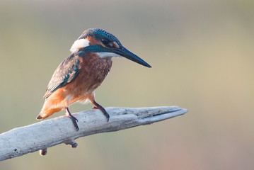 Common Kingfisher sitting on branch