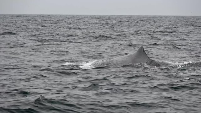 Sailing boat in The Sea Of Okhotsk