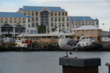 Obraz premium Hartlaubmöwe vor Waterfront in Kapstadt