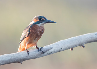 Fototapeta premium Common Kingfisher sitting on branch