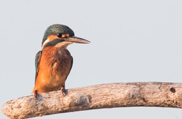 Common Kingfisher sitting on branch