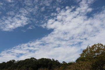 Obraz premium 空と木