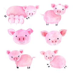 Obraz premium Watercolor cute pigs characters