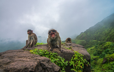 Monkeys expecting food from tourist at Amba Ghat,Kolhapur,Maharashtra,India