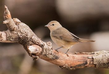 Garden warbler sitting on branch