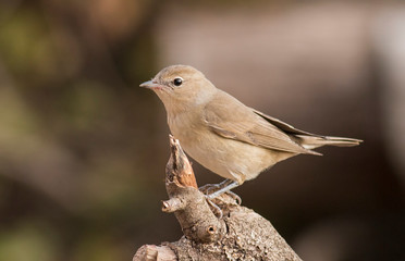 Garden warbler sitting on branch
