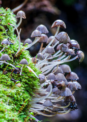 Clump of wild mushrooms growing in woodland