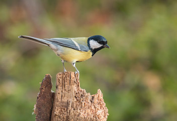 Great Tit sitting on branch