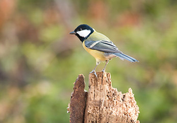 Great Tit sitting on branch