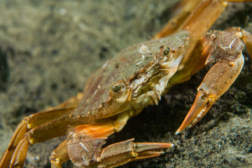 European shore crab (Carcinus maenas) at the swedish west coast