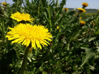  beautiful flower in the field