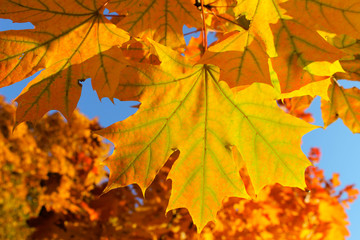 Autumn foliage close up. Cropped shot of yellow leaves.  Maple tree, close up. Colorful nature texture.