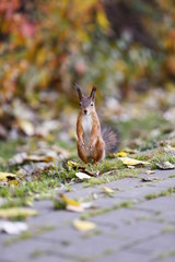 squirrel in the forest