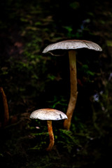 Wild mushrooms growing in woodland