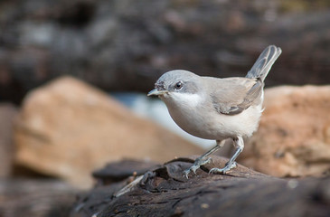Lesser whitethroat sitting on branch