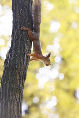 squirrel in the forest