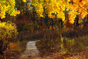 Fototapeta premium Blurred image of a road in the forest. Beautiful forest in autumn time. Autumn, Nature, Landscapes concept.