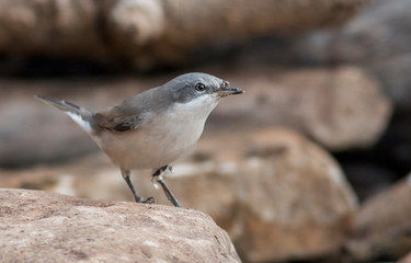Lesser whitethroat sitting on branch