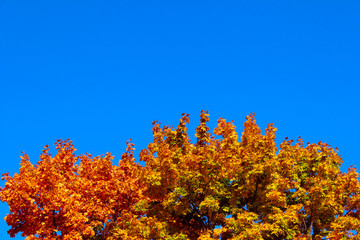 Fototapeta premium Colorful leaves over blue background. Abstract nature background with a lot of copy space for text. Nature, Autumn concept. 