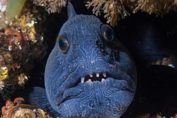 Atlantic wolffish (Anarhichas lupus) at Saltstraumen, Norway