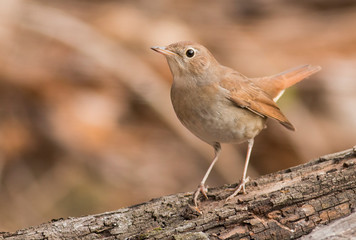 Juvenile common nightingale sitting on branch