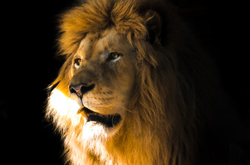 Portrait of a lion on a black background in bright light, emotions