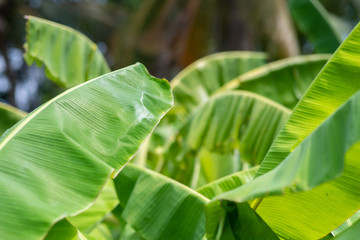 Big green banana leaves in Asia (Thailand)