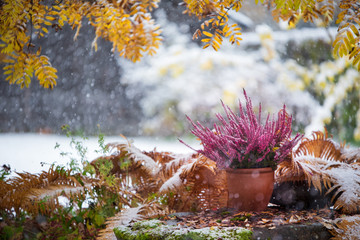 Purple heather, Calluna vulgaris, in flower pot among withered ostrich fern under yellow rowan leaves, winter snowfall in the garden