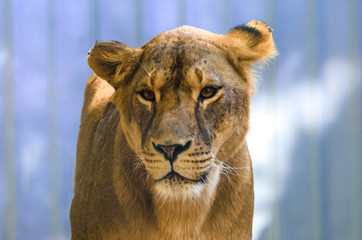 Fototapeta na wymiar Emotion lioness portrait on a homogeneous background