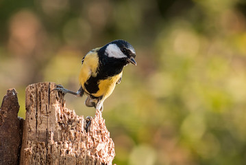 Great Tit sitting on branch
