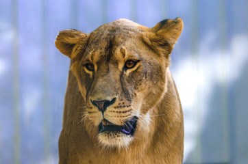 Emotion lioness portrait on a homogeneous background