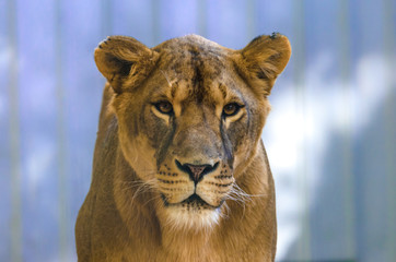 Emotion lioness portrait on a homogeneous background