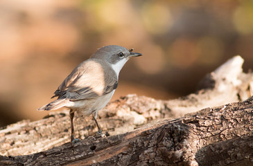 Lesser whitethroat sitting on branch